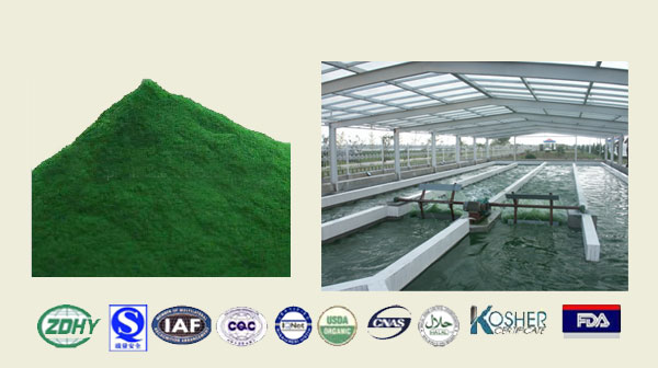 Chlorella Powder