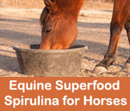 EQUINE SUPERFOOD: SPIRULINA FOR HORSES