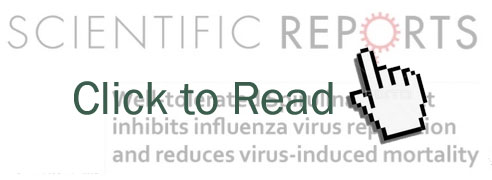 Spirulina extract inhibits influenza virus replication and reduces virus-induced mortality